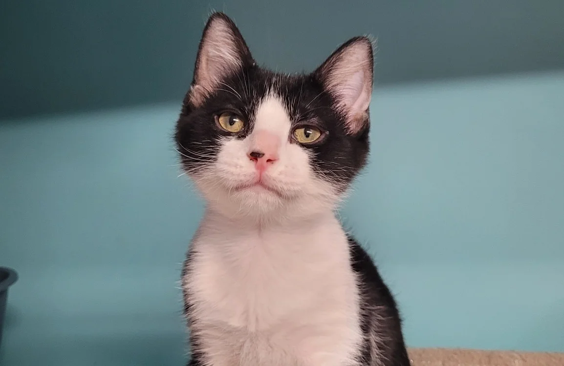 YING, male Mixed Breed for adoption at SPA Tours (Luynes), Tours