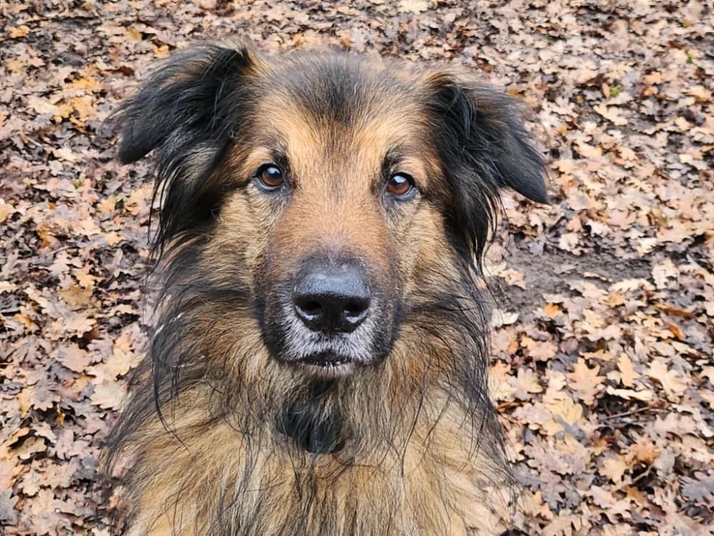 MANGO, male 4yo Belgian Tervuren for adoption at SPA Tours (Luynes), Tours