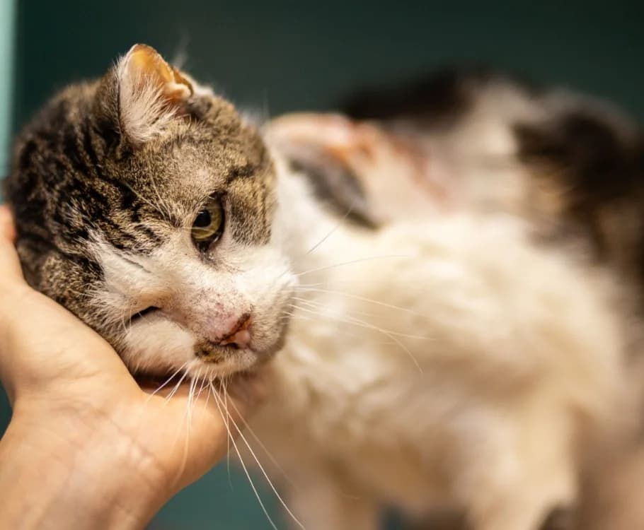 MEXO, male senior Mixed Breed for adoption at SPA Tours (Luynes), Tours