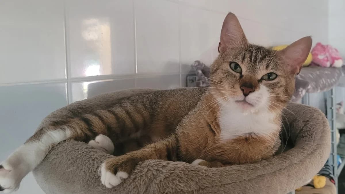 CYDONIA, female young Mixed Breed for adoption at SPA Tours (Luynes), Tours