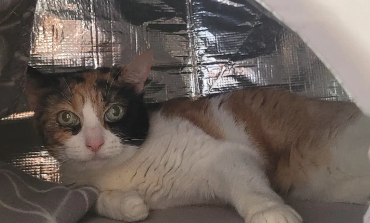 CAPONNETTE, female senior Mixed Breed for adoption at SPA Tours (Luynes), Tours