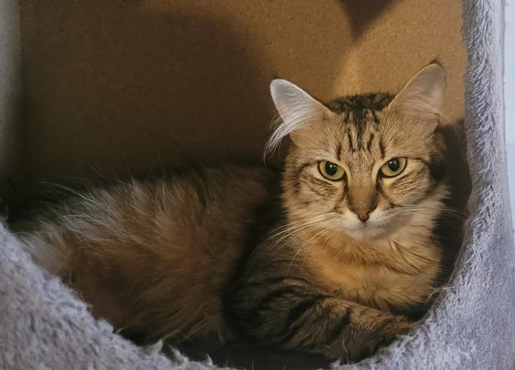 LETTY, female young Mixed Breed for adoption at SPA Tours (Luynes), Tours