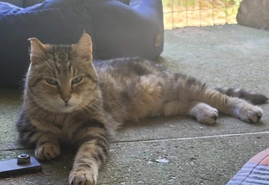 DJEENA, female 7yo Mixed Breed for adoption at SPA Tours (Luynes), Tours