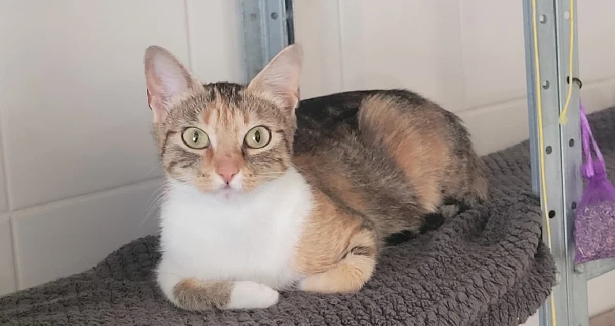DANOUK, female young Mixed Breed for adoption at SPA Tours (Luynes), Tours