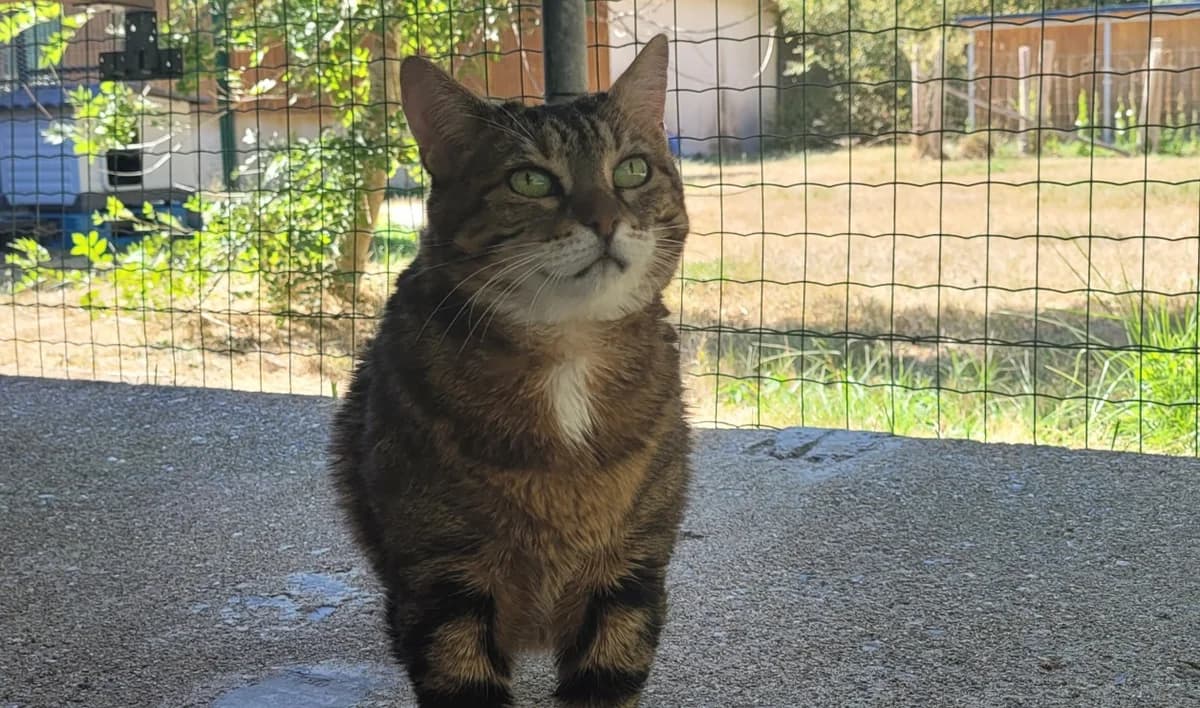 DAREEN, female 5yo Mixed Breed for adoption at SPA Tours (Luynes), Tours
