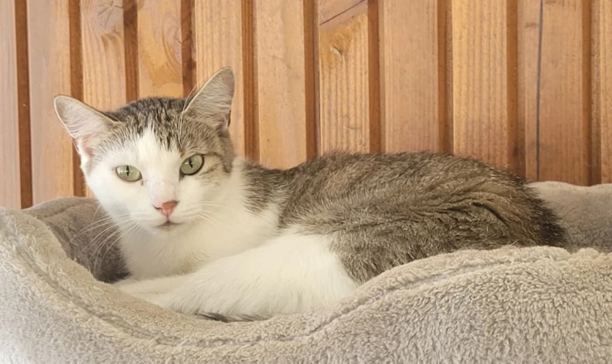 RUBY, female 6yo Mixed Breed for adoption at SPA Tours (Luynes), Tours
