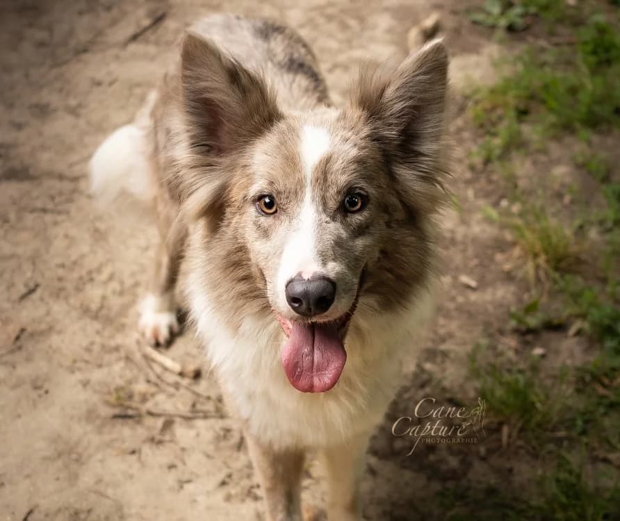 ULALA, female 3yo Border Collie for adoption at SPA Tours (Luynes), Tours