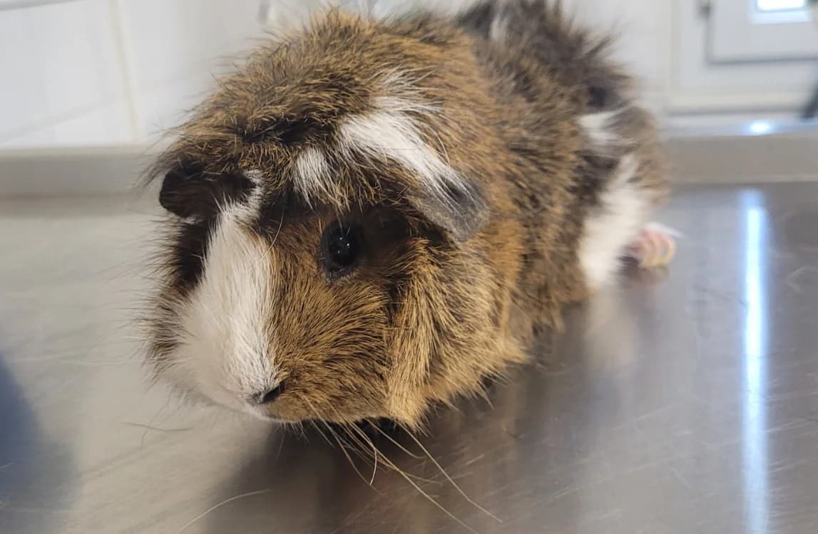 Pumpkin, female 3yo Mixed Breed for adoption at SPA Tours (Luynes), Tours