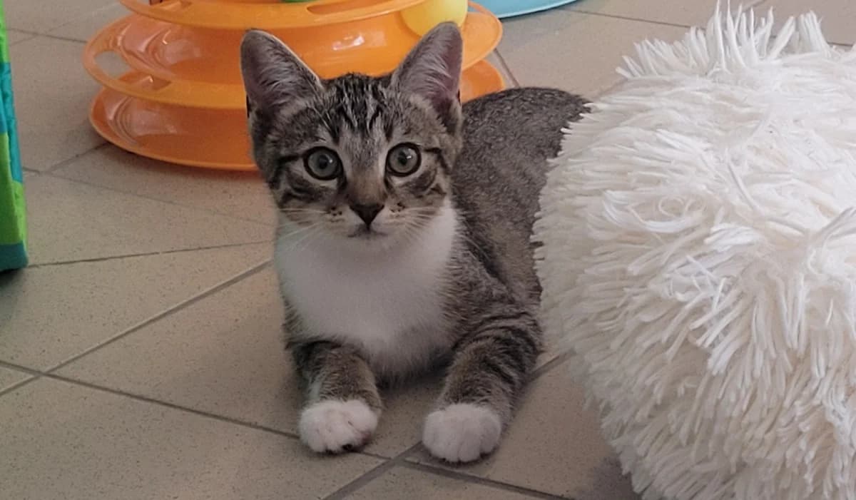 ERNESTO, male Mixed Breed for adoption at SPA Tours (Luynes), Tours