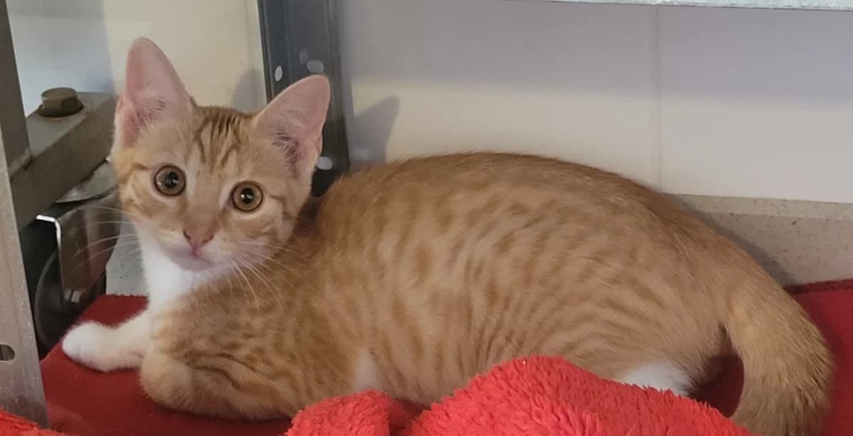 EZEL, male Mixed Breed for adoption at SPA Tours (Luynes), Tours