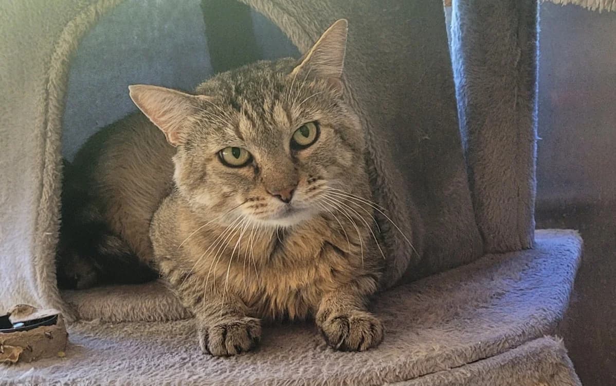 FAUST, male 4yo Mixed Breed for adoption at SPA Tours (Luynes), Tours