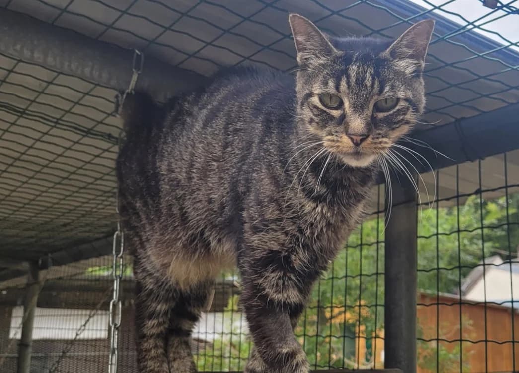 XANDUS, Mixed Breed (SPA Tours (Luynes))