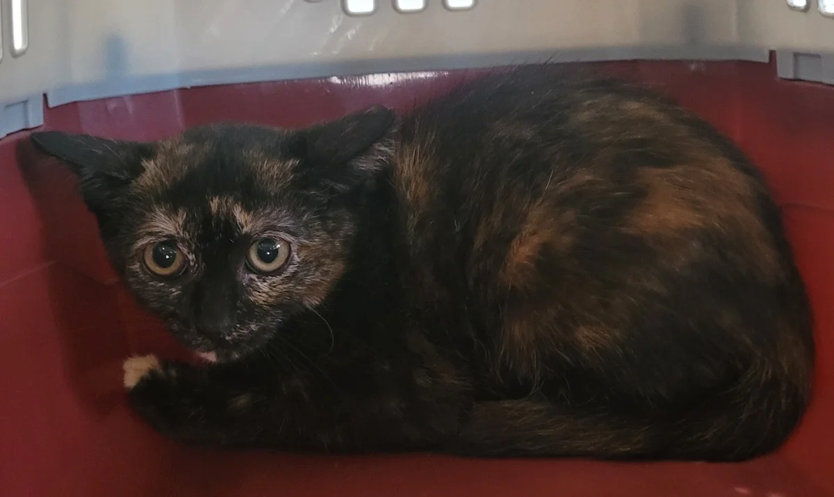 ORTENSE, Mixed Breed (SPA Tours (Luynes))