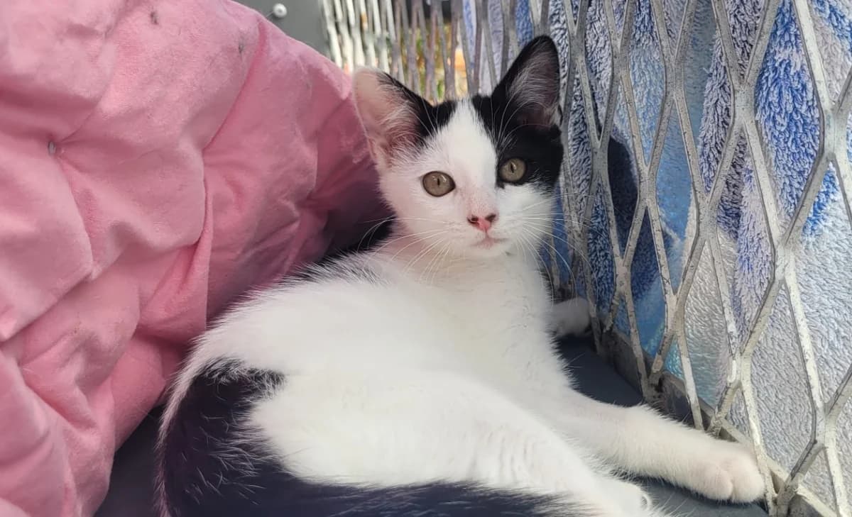 GIGOTE, female Mixed Breed for adoption at SPA Tours (Luynes), Tours
