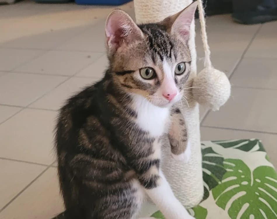 KRUSTY, male Mixed Breed for adoption at SPA Tours (Luynes), Tours