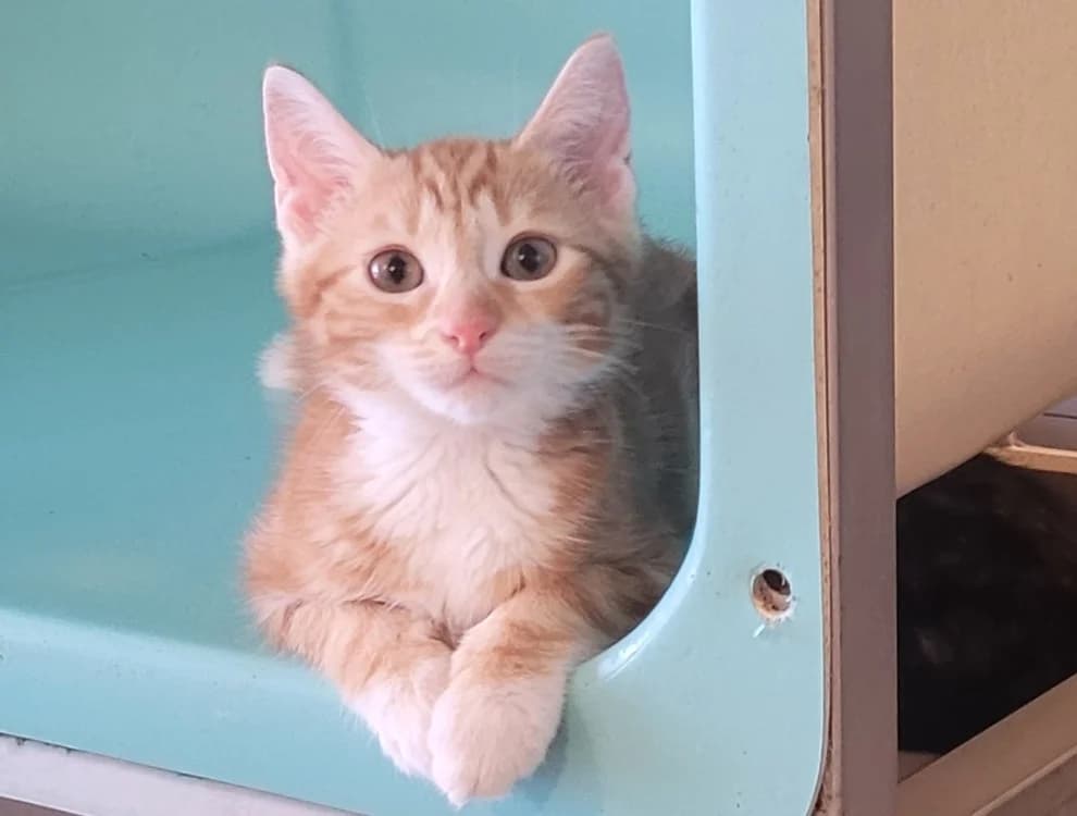 KIRIKOU, male Mixed Breed for adoption at SPA Tours (Luynes), Tours