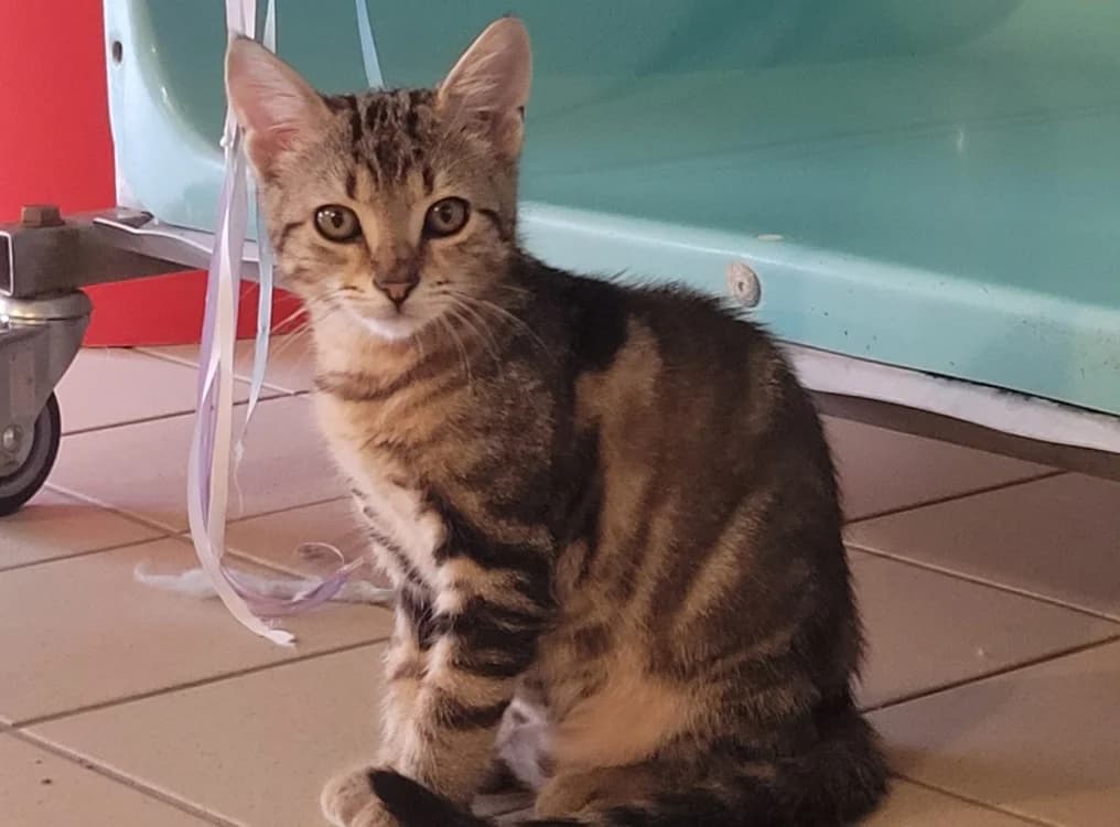 ZUMI, male Mixed Breed for adoption at SPA Tours (Luynes), Tours