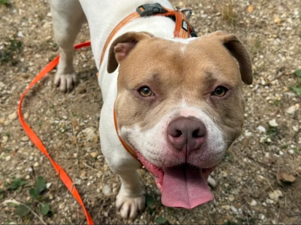 ROCKY, male 3yo mixed breed for adoption at SPA Tours (Luynes), Tours