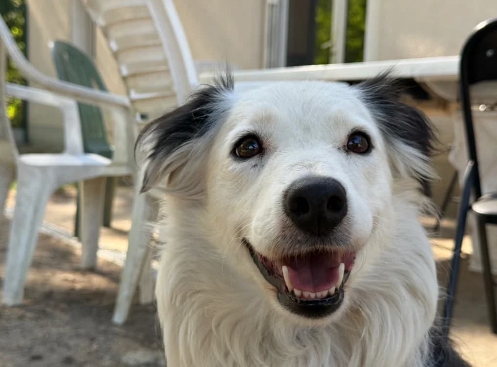 TRALALA, female 3yo Border Collie for adoption at SPA Tours (Luynes), Tours