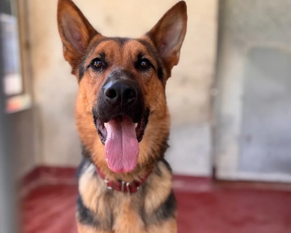 YOOKO, male young German Shepherd for adoption at SPA Tours (Luynes), Tours
