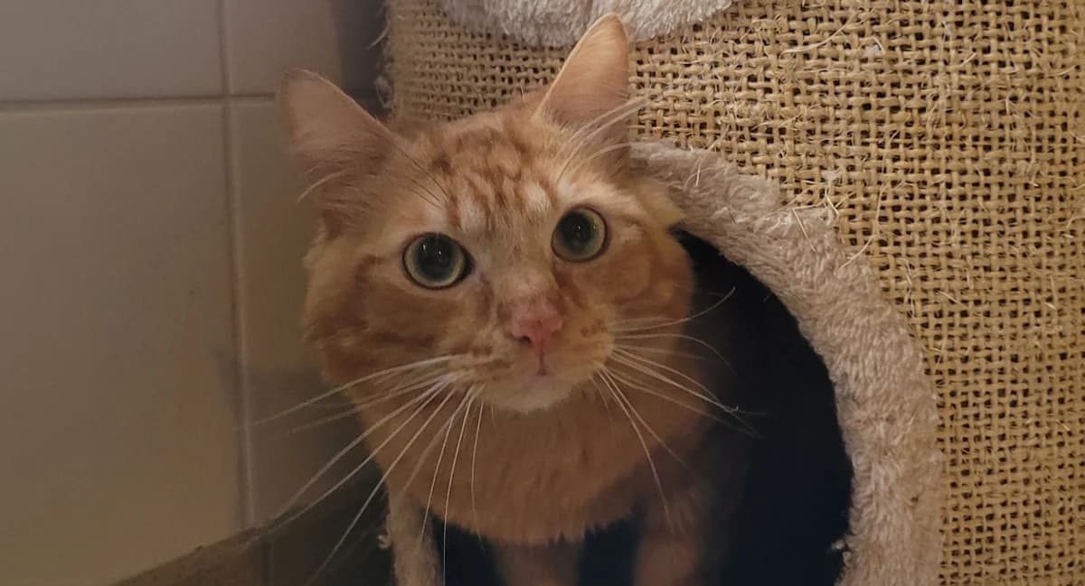ELWIN, male young Mixed Breed for adoption at SPA Tours (Luynes), Tours