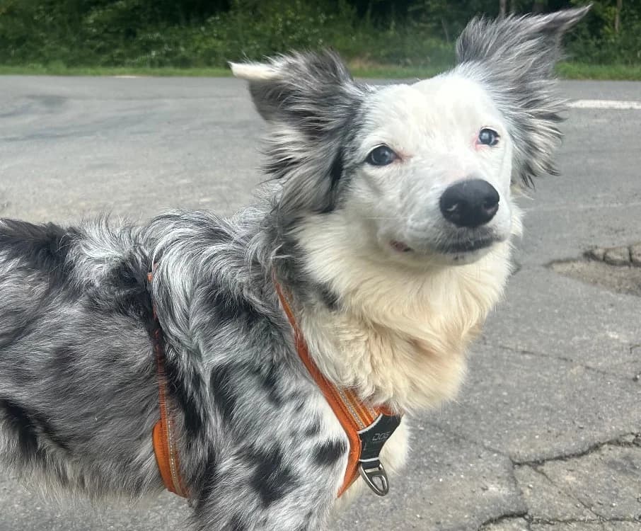OUPS, female 4yo Border Collie for adoption at SPA Tours (Luynes), Tours