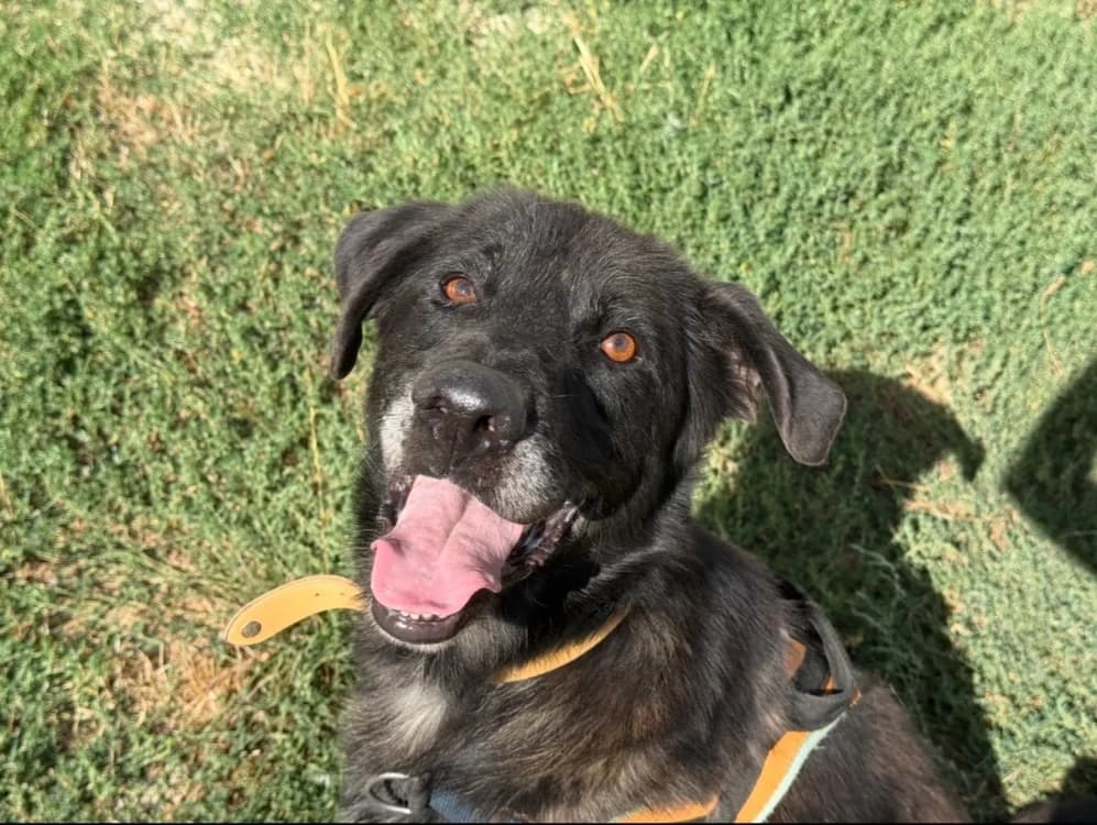 FROLLO, male 4yo mixed breed for adoption at SPA Tours (Luynes), Tours