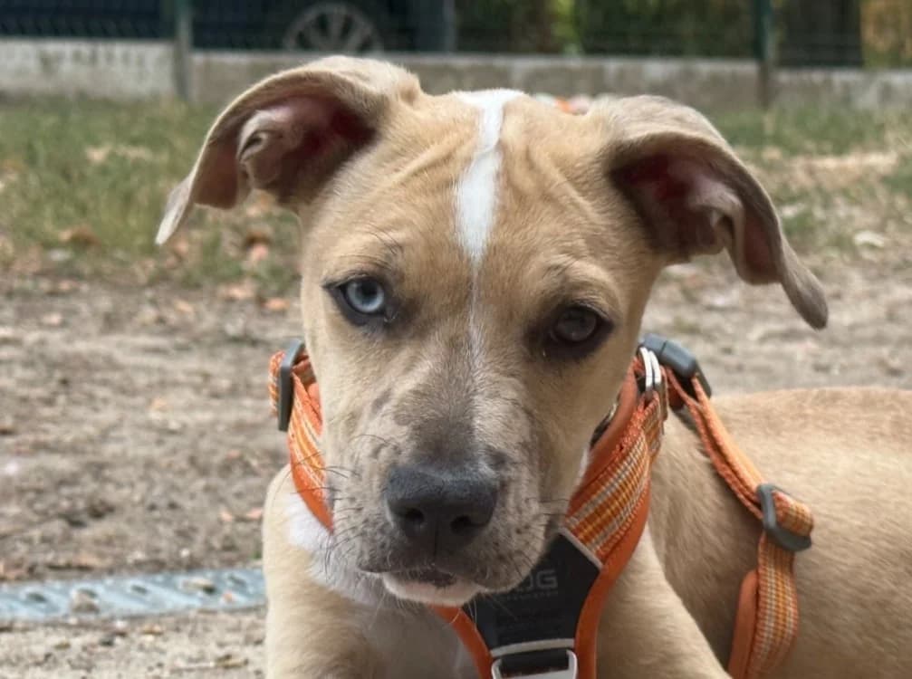 CRACKER, male puppy Mixed Breed for adoption at SPA Tours (Luynes), Tours