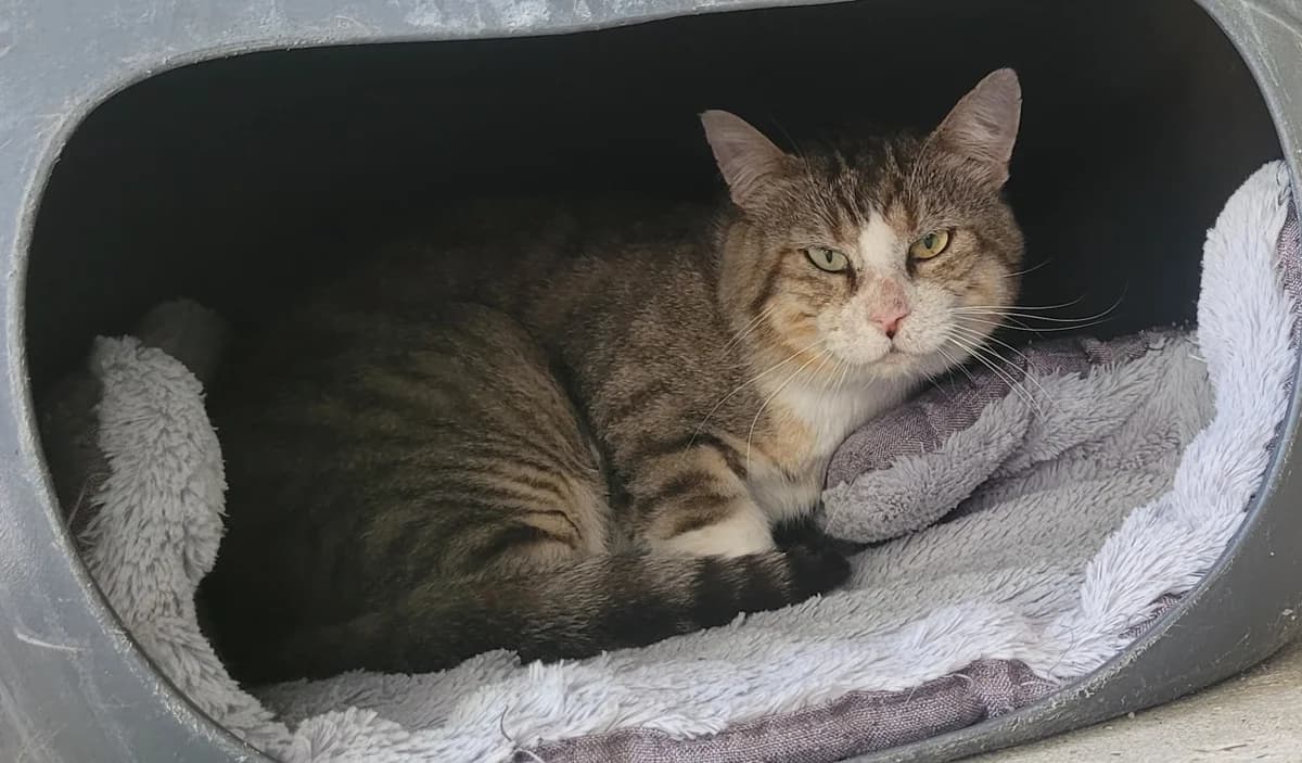 YOYO, male 6yo mixed breed for adoption at SPA Tours (Luynes), Tours