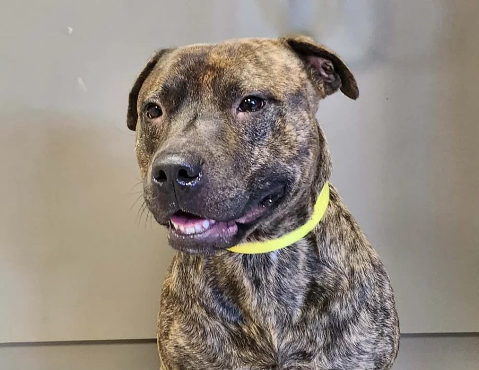 MARCUS, male 4yo Mixed Breed for adoption at SPA Tours (Luynes), Tours