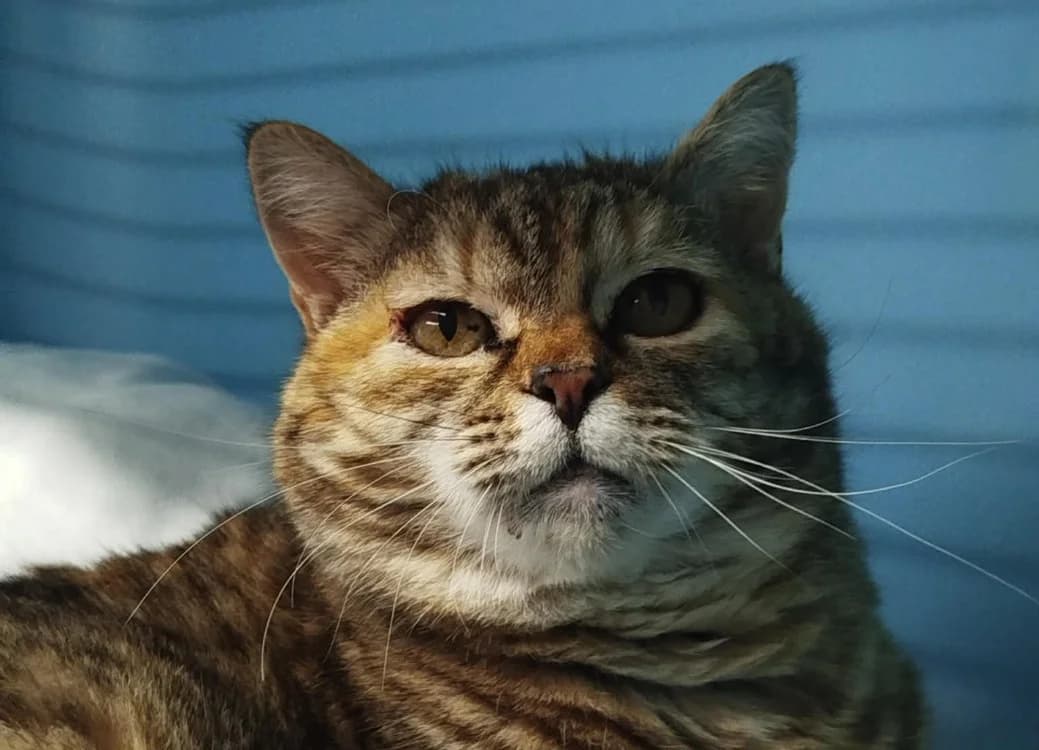 OLA, female senior Mixed Breed for adoption at SPA Tours (Luynes), Tours