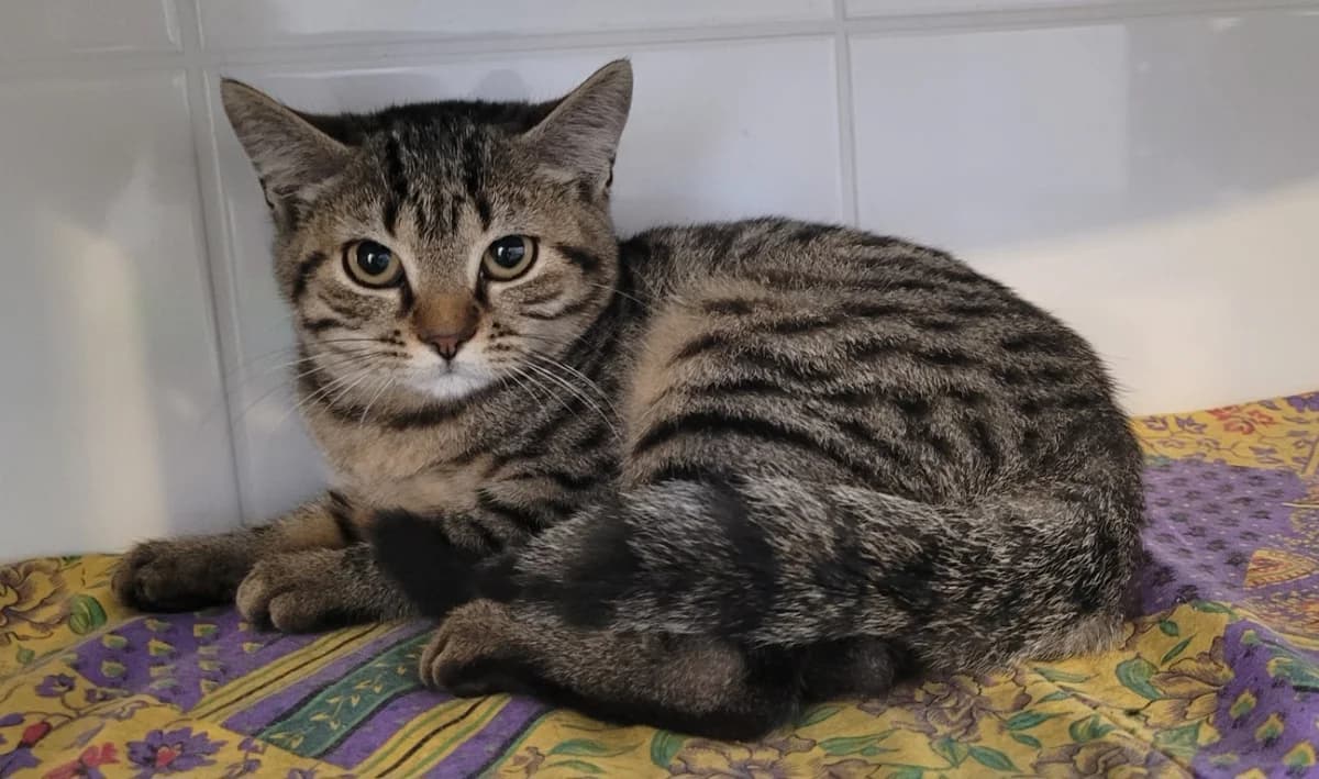 SIDNEY, female Mixed Breed for adoption at SPA Tours (Luynes), Tours