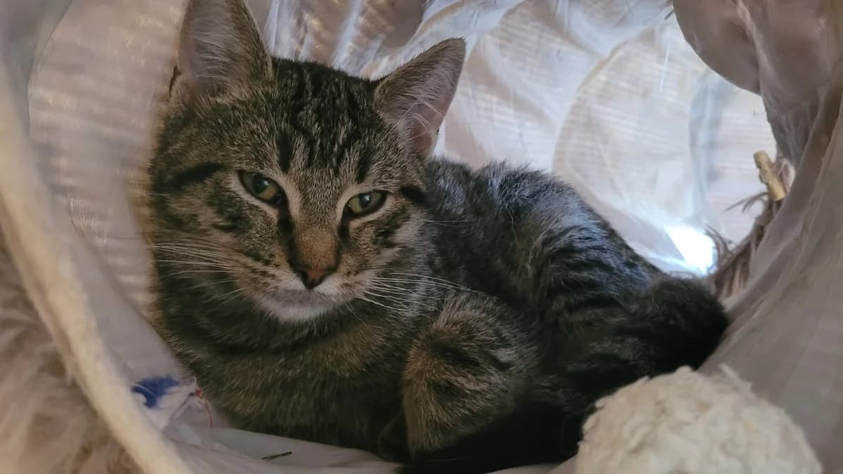 SAVANE, male Mixed Breed for adoption at SPA Tours (Luynes), Tours