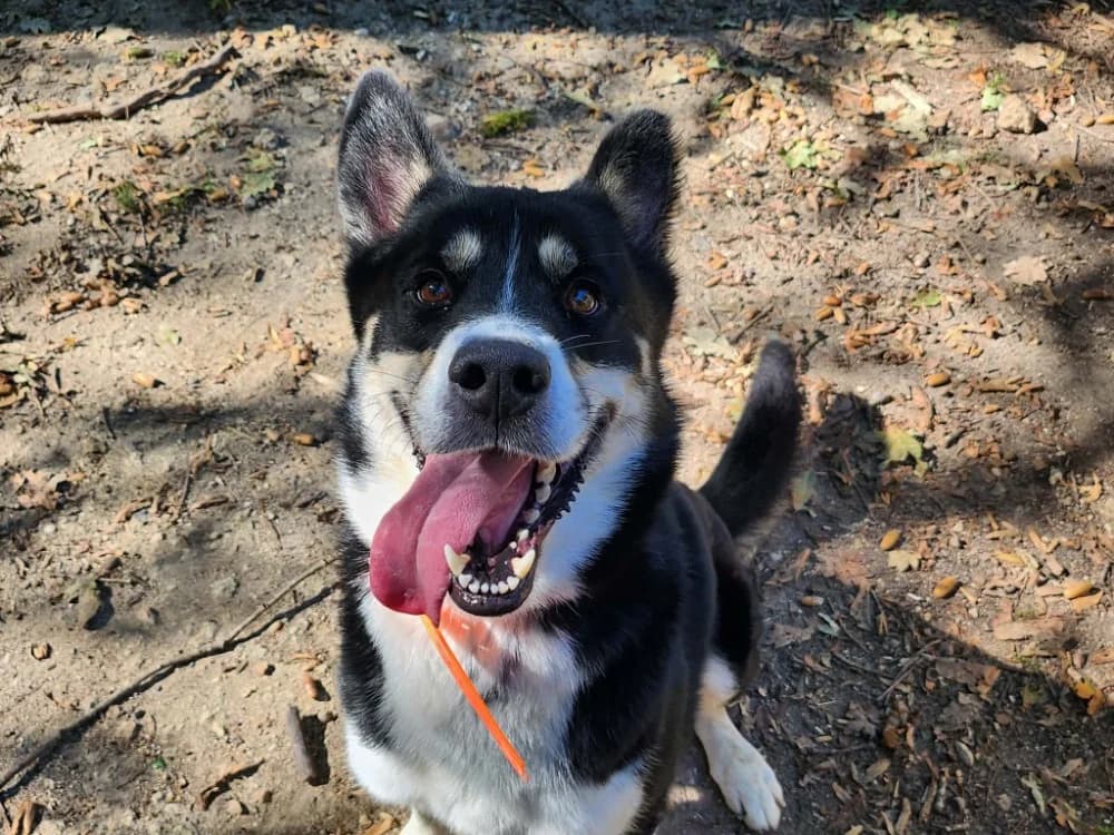 WOODRUFF, male 4yo Husky for adoption at SPA Tours (Luynes), Tours