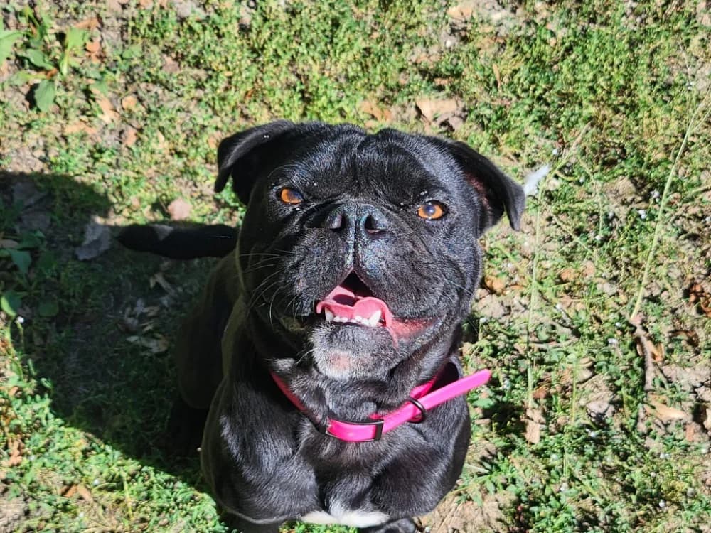 JOYEUX, male young French Bulldog for adoption at SPA Tours (Luynes), Tours