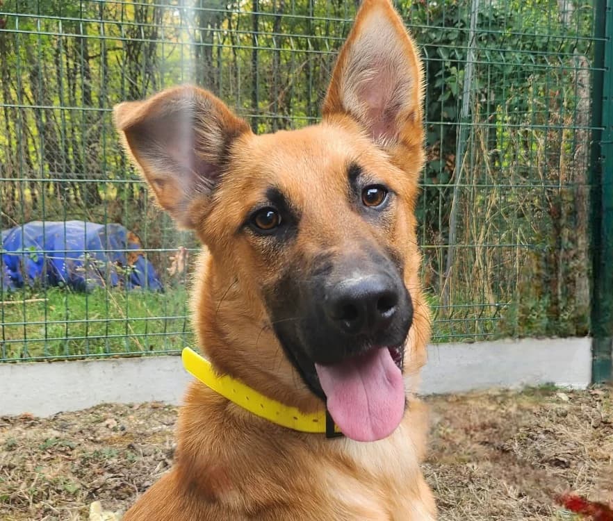 TEX, male young mixed breed for adoption at SPA Tours (Luynes), Tours