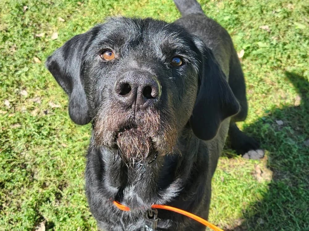 SHERPA, male 5yo mixed breed for adoption at SPA Tours (Luynes), Tours