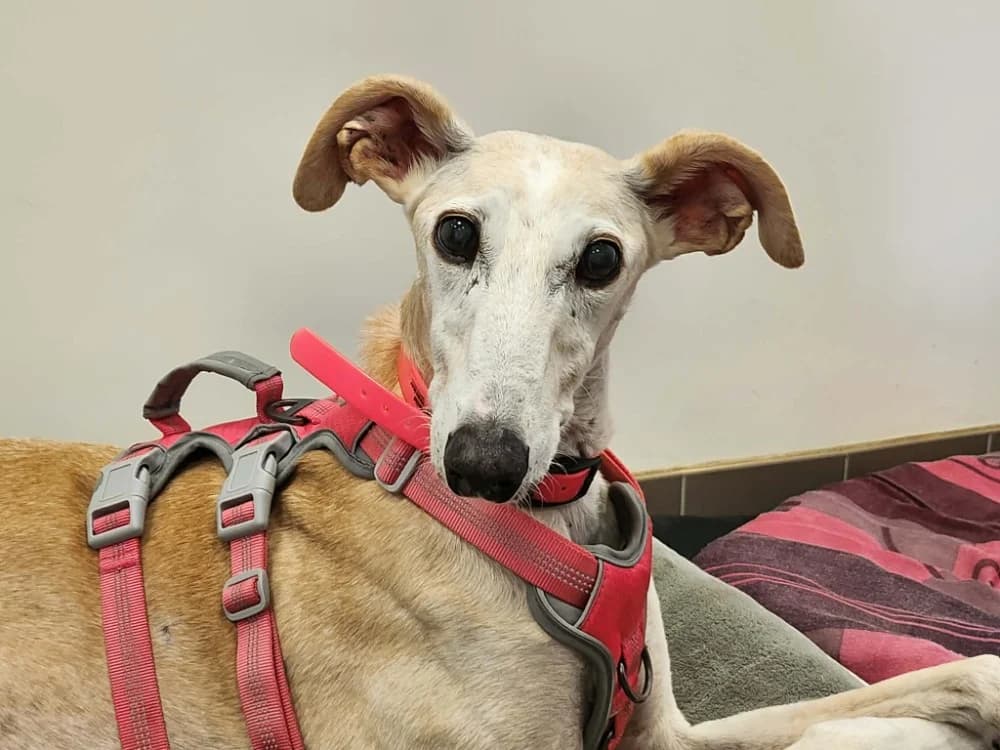 RAYA, female senior mixed breed for adoption at SPA Tours (Luynes), Tours