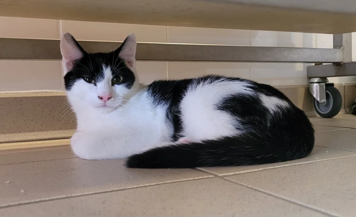 BUDDY, male Mixed Breed for adoption at SPA Tours (Luynes), Tours