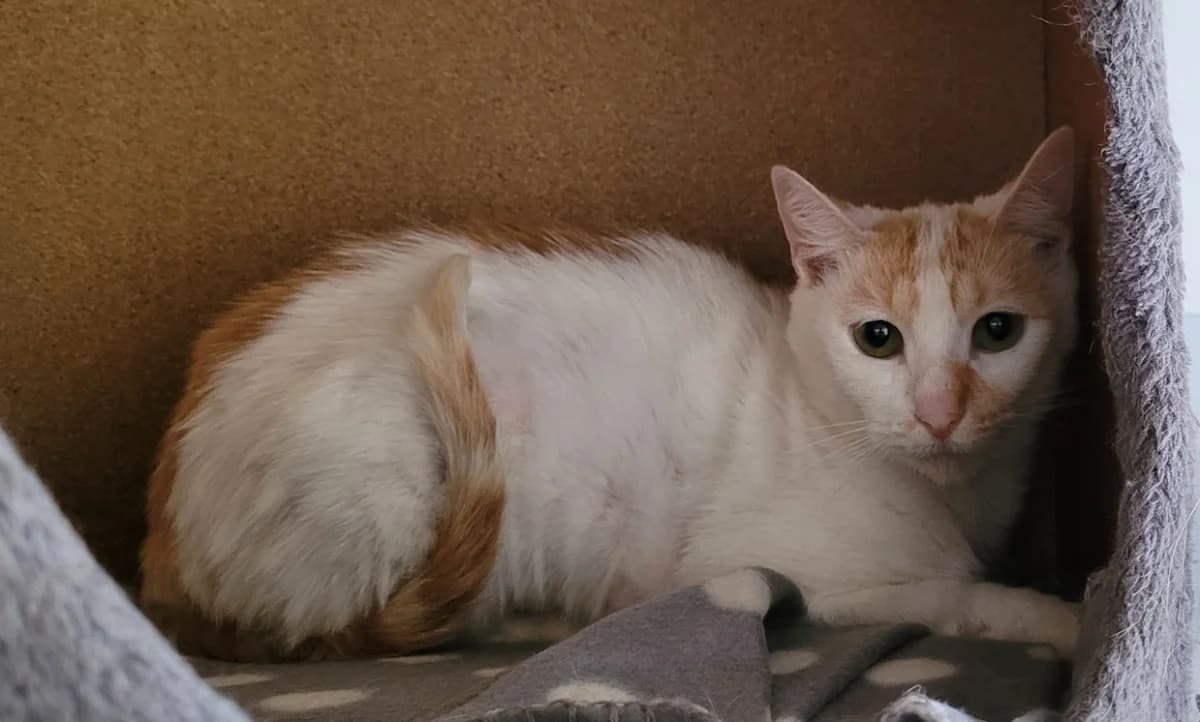 JAVA, female young Mixed Breed for adoption at SPA Tours (Luynes), Tours