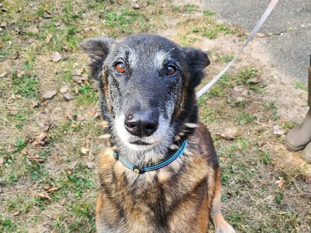 ICE, male senior Mixed Breed for adoption at SPA Tours (Luynes), Tours