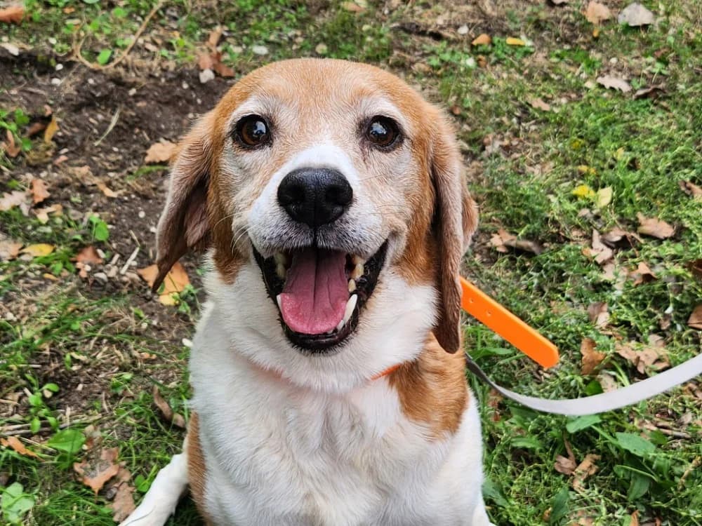 Naya, female senior mixed breed for adoption at SPA Tours (Luynes), Tours