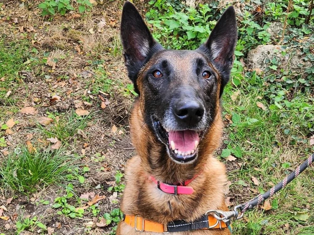 PRINCE, male 7yo German Shepherd for adoption at SPA Tours (Luynes), Tours