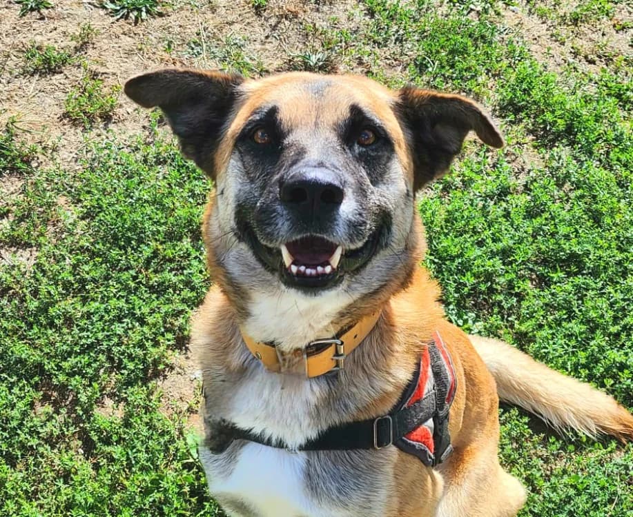 PSYKE, male 5yo Belgian Malinois for adoption at SPA Tours (Luynes), Tours