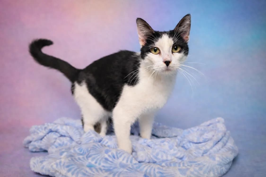 PANDA, male 4yo Mixed Breed for adoption at SPA Troyes, Troyes