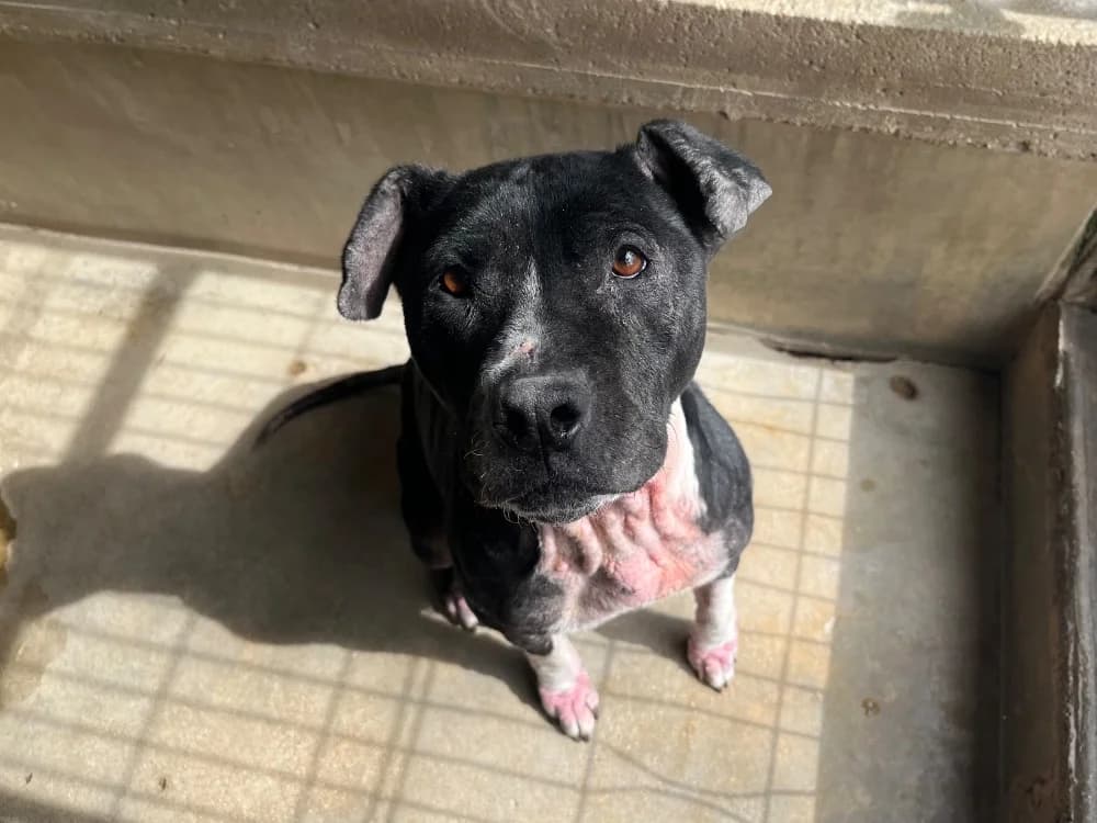 Shaina, female 6yo mixed breed for adoption at SPA Troyes, Troyes