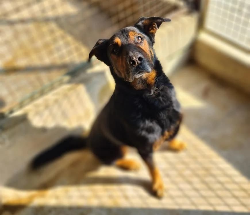 REX, male senior Mixed Breed for adoption at SPA Troyes, Troyes