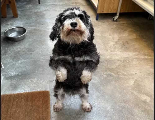 SUCHI, female senior Miniature Schnauzer for adoption at SPA Troyes, Troyes
