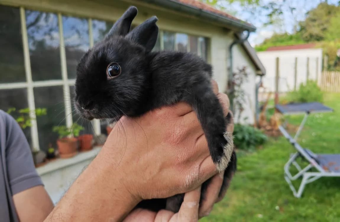 VERVEINE, female mixed breed for adoption at SPA Troyes, Troyes