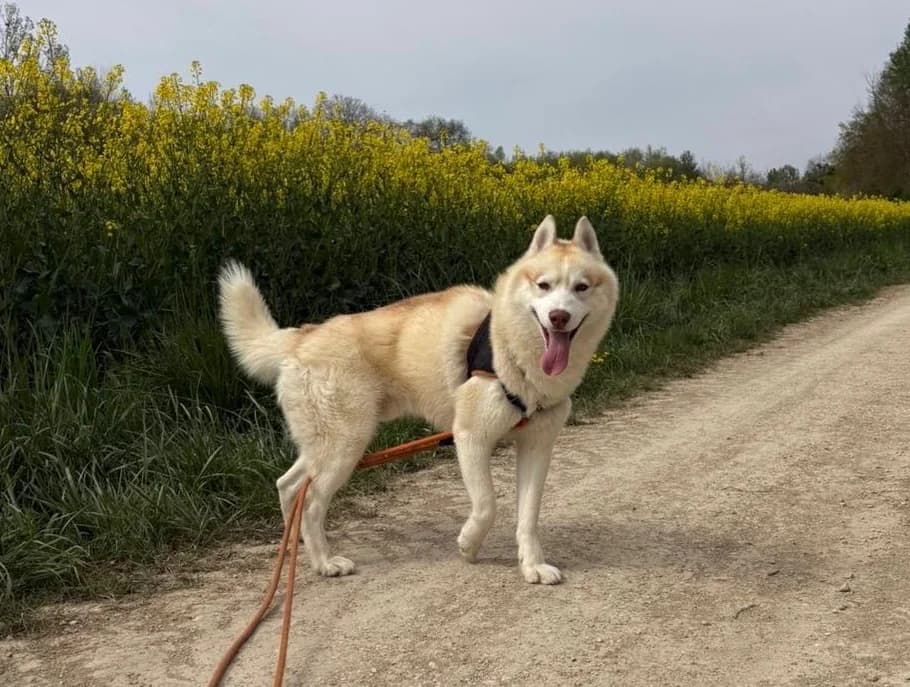 ROKY, male young Husky for adoption at SPA Troyes, Troyes